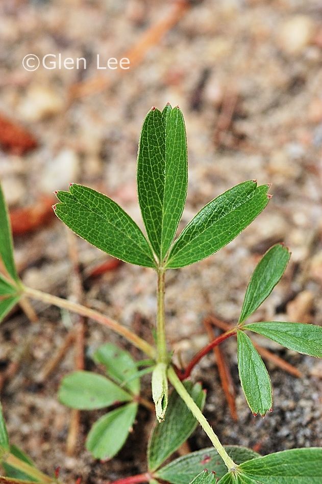 Sibbaldiopsis tridentata photos Saskatchewan Wildflowers